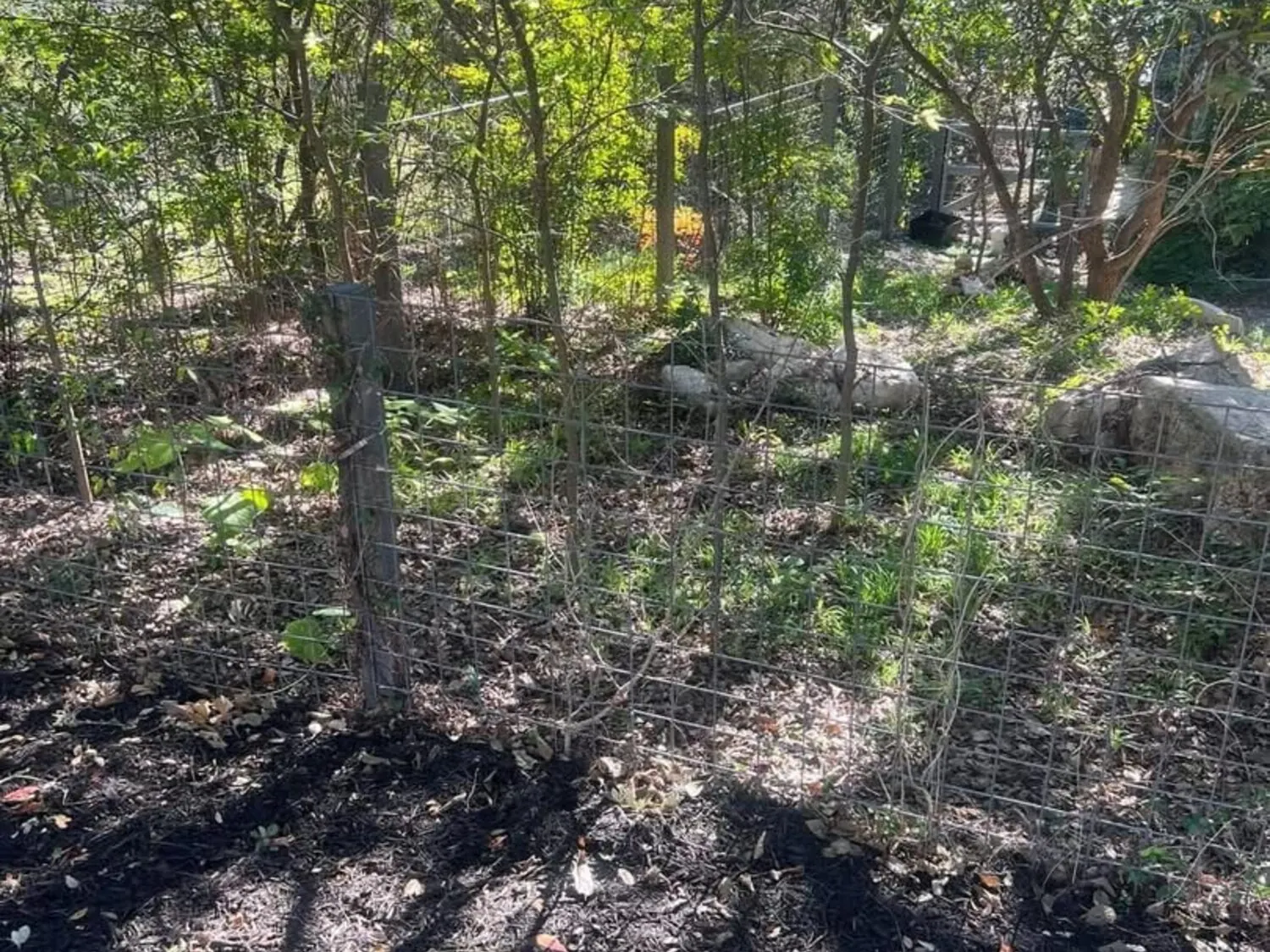 Landscape before cleanup with overgrowth
